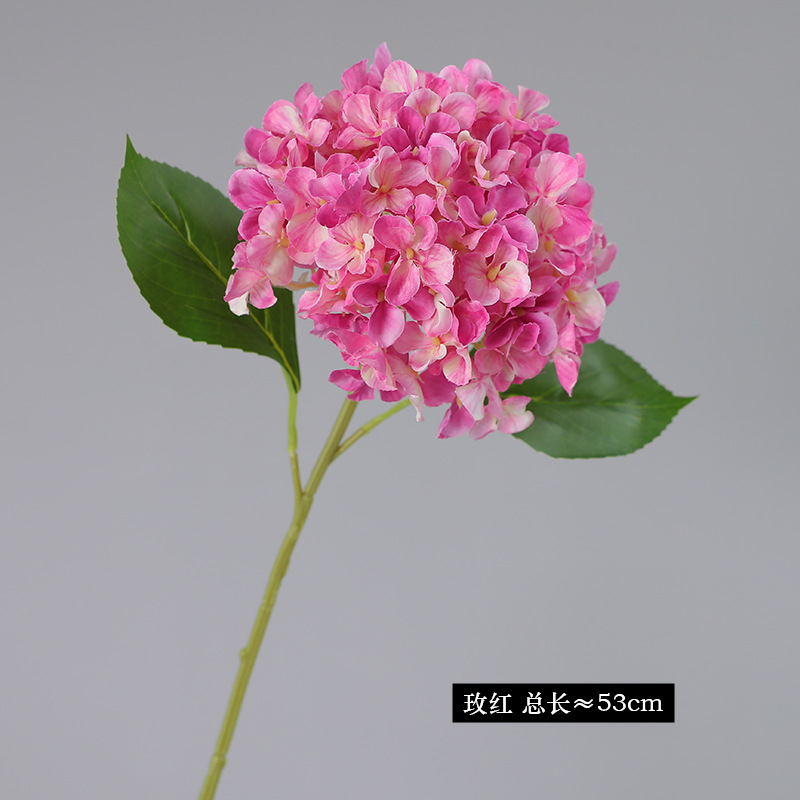 로즈 레드 트럼펫