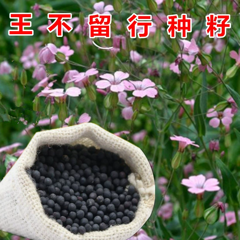 Ван Булу Китайский травяной медицины семена пшеницы синий овощи оставить линии семян весна лето осень посев двор поле Легко расти китайский травяной медицины семена