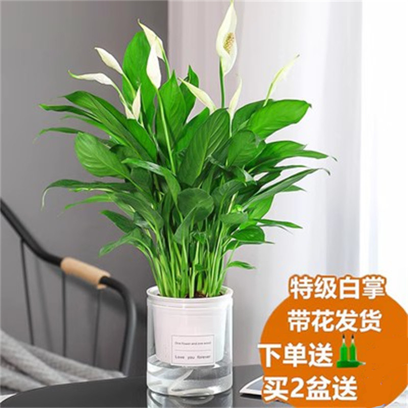 Douyin 동일한 특급 흰색 야자 9-12 식물 꽃 (좋은 아침 분지) + 영양 용액