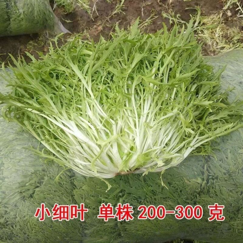 Mosaic Chicory Seeds, Yellow Heart Seeds, Balcony Rapeseed Seeds, Four-Season Seeds, Winter Potted Vegetables, Larvae Seeds
