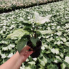 [Direct supply of the base] Net Red Potted Plant Viewing Plant Green Plant House Flower 110 Caroline Paolian Taro