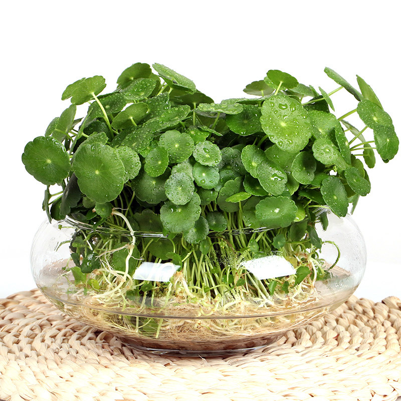 四季好养铜钱草水培盆栽植物办公室内桌面小绿植花卉水养金钱草籽