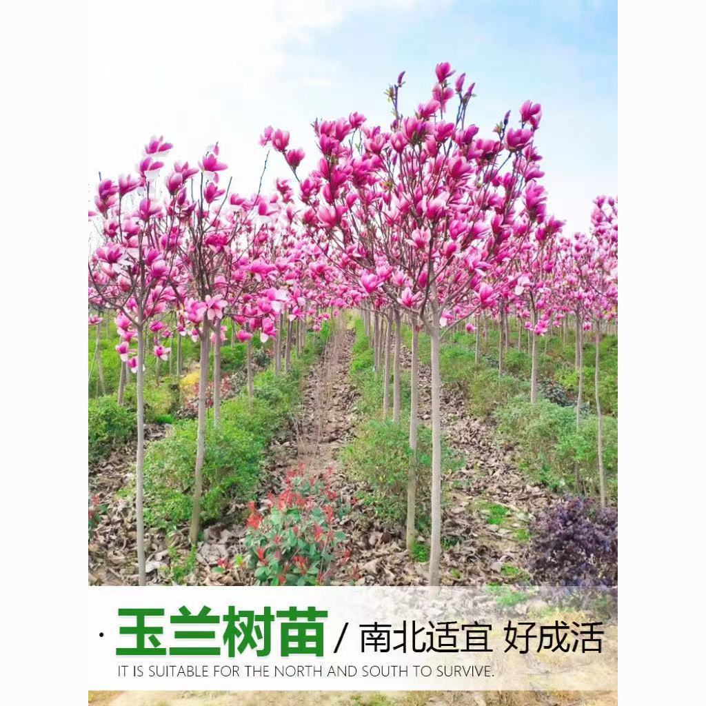 玉兰花树苗室外庭院绿化植物大花红玉兰黄玉兰紫玉兰白玉兰四季种
