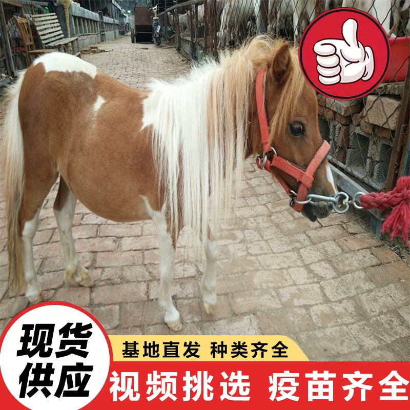 Продаются живые миниатюрные лошади для наблюдения и верховой езды в живописных местах. Импортные миниатюрные лошади продаются. Цены на дрессированных пони.