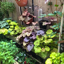 矾根绿植盆栽批发宿根花卉花园庭院室内耐寒工程绿化植物一件代发