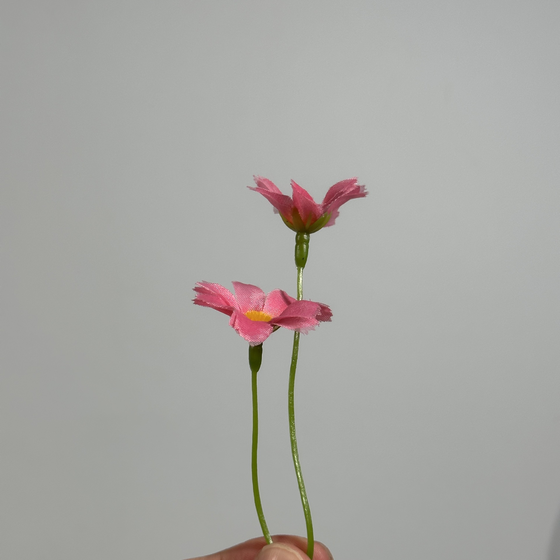 2갈래 난초 국화 머리 핑크