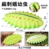 By8051 flat thorns larvae