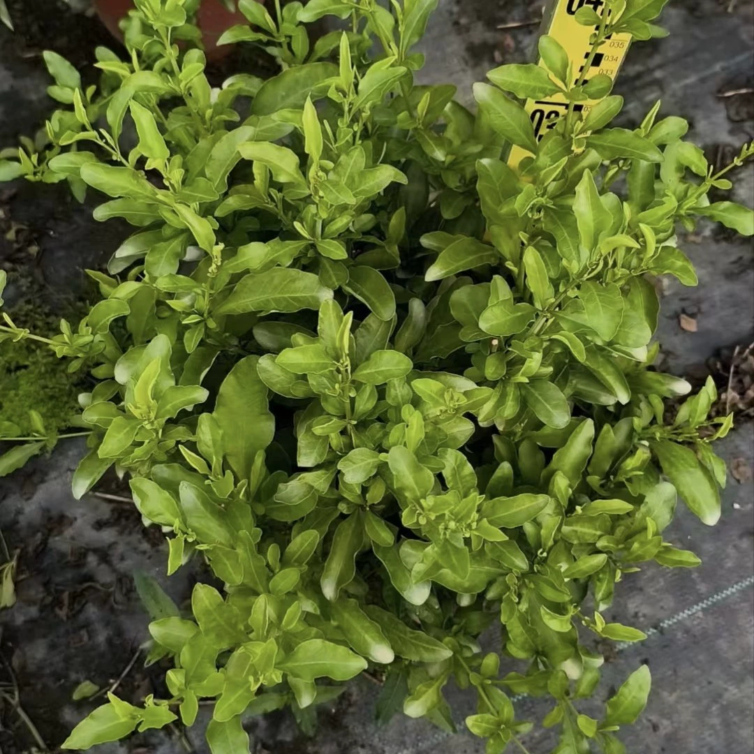 Базовая поставка оптом синяя снежинка синий жасмин четырехсезонная вечнозеленая инженерная озеленительная