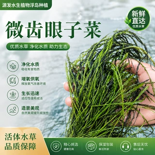 微齿眼子菜活体水生植物水草河道净水湿地浮岛种植水域改善批发