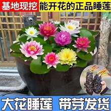 ˯ɏ���~��˯ɏ���K����������ˮ��ֲ��ͥԺ�͕�ˮ�B������˯ɏ��