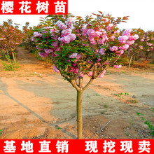 ձӣϱͥԺӣԻ԰ֲ羰
