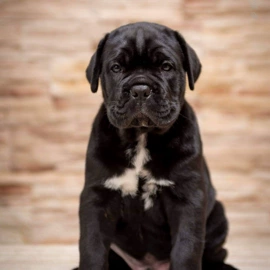 扫地机;狗;洗地机