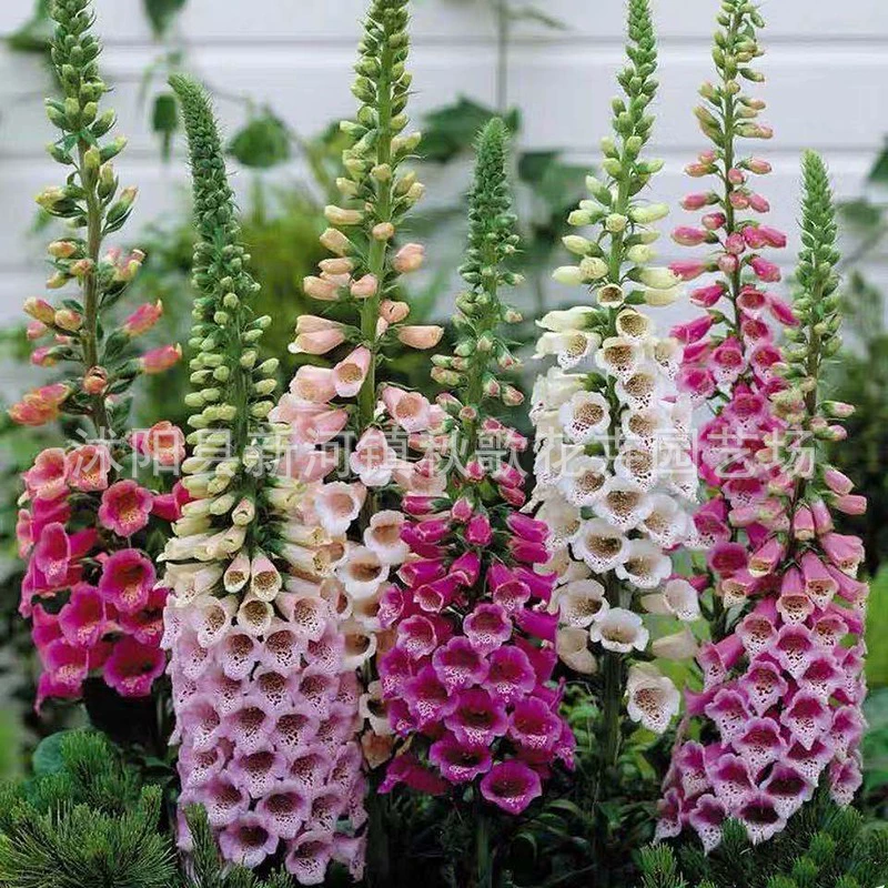 Foxglove цветок семена палец верхний Цветок Подвесные часы цветок семена срезанный цветок двор цветочное зеркало крытый и открытый балкон горшечные цветочные семена