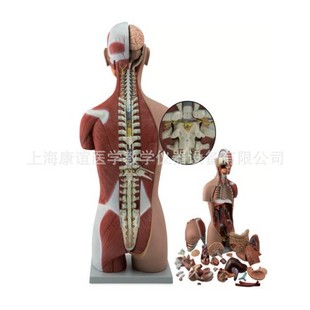 85cm Bisexual Open Back Torso Model, (29 Parts) Medical Teaching Model Human Anatomy Torso Model