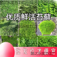 �r����̦����̦�\΢���^��ɽ����̦�\��Ƥ����ֲ����]