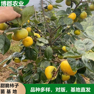 �޽����Ә����ϵ�l�_֦�l�։�2����̩�S���������