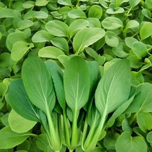 鸡毛菜籽种子上海青苏州青菜蔬菜种孑大全阳台盆栽小白菜春季四季