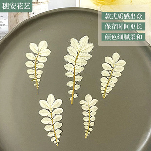 Baffle flower dried flower anti-white leaf plant specimen tree leaf committee rhombus leaf handmade applique painting drop glue diy bookmark material