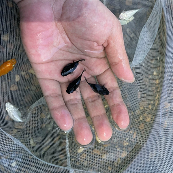 6 large black fish (will be born in the near future)