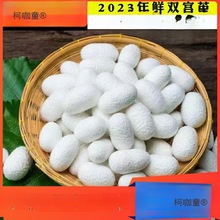 广西双宫茧抽丝手工桑蚕丝棉兜原料竹弓竹撑开茧春蚕茧麦太保