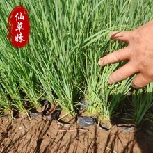 ���l���ѱ��������ؾG��ˮ��ֲ���ļ��^�p�Gֲ��������