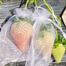 草莓果实套袋水果保护袋防鸟防虫网纱袋透气番茄无花果蓝莓鸟套网