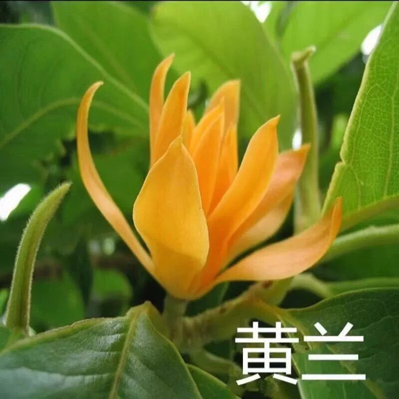 白蘭鉢植え、オーブンマグノリア苗木、つぼみ付き黄角蘭、屋内中庭、四季咲きの香りの強い花|undefined