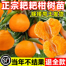 正宗四川春见耙耙柑树苗嫁接果树粑粑柑沃柑丑橘南北方种植水果苗