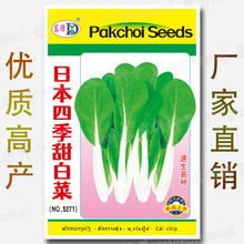 日本四季甜白菜种子 速生白菜种子 易种小白菜种子 四季 高产菜籽