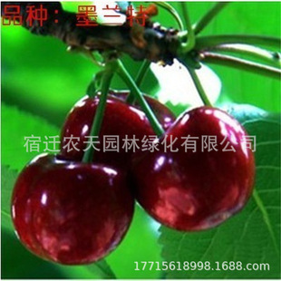 ܇���Ә�����Ҙ��m�Ϸ������Nֲ�ش���ҹ����簫�����Ԯ���Y��
