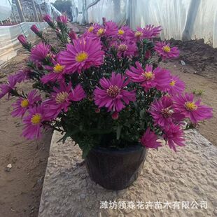 ���m�� �ļ��_�����m���M�ھջ����ͺ��׻��҃����̨�Gֲ�����l