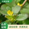 元瑞生物直供马齿苋提取液植物提取萃取液淡黄色透明液体提取物|ru