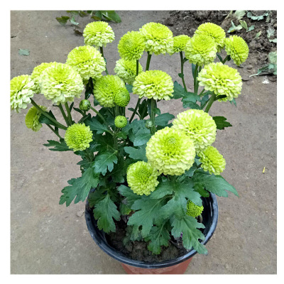 批发 菊花盆栽 苗 秋季 绿植 花卉 大花菊花 千头菊 菊展