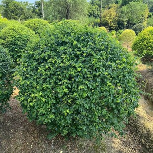 С�~Ůؑ�����ͥԺ�G������Ůؑ����ֲ�ﳣ�G��ľС�~Ůؑ���͘�