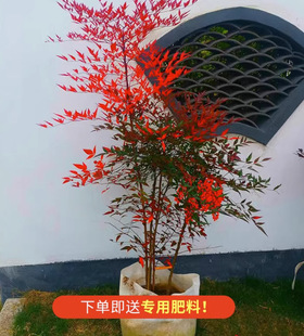 Dropshipping Flame Nandina Saplings Red Bamboo Saplings Courtyard Greening Plants Red Leaves Cold-Resistant Foliage Flower Color