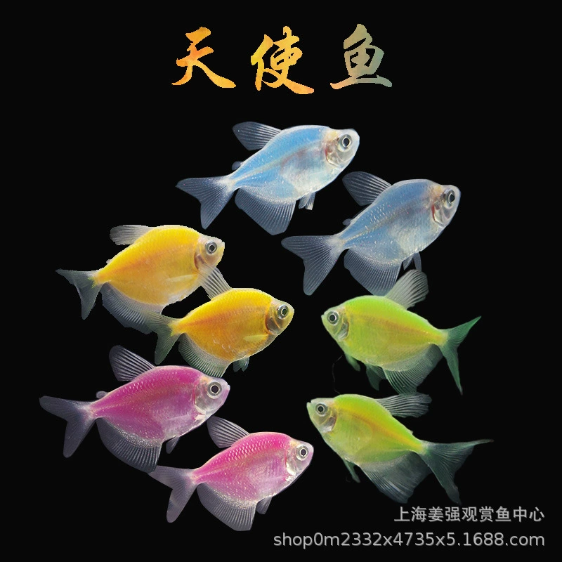 Разноцветные ангелы, разноцветные рыбки-ангелы, маленькие тропические рыбки, простые в уходе и долговечные, для пресноводных аквариумов с растениями, маленькие групповые рыбки