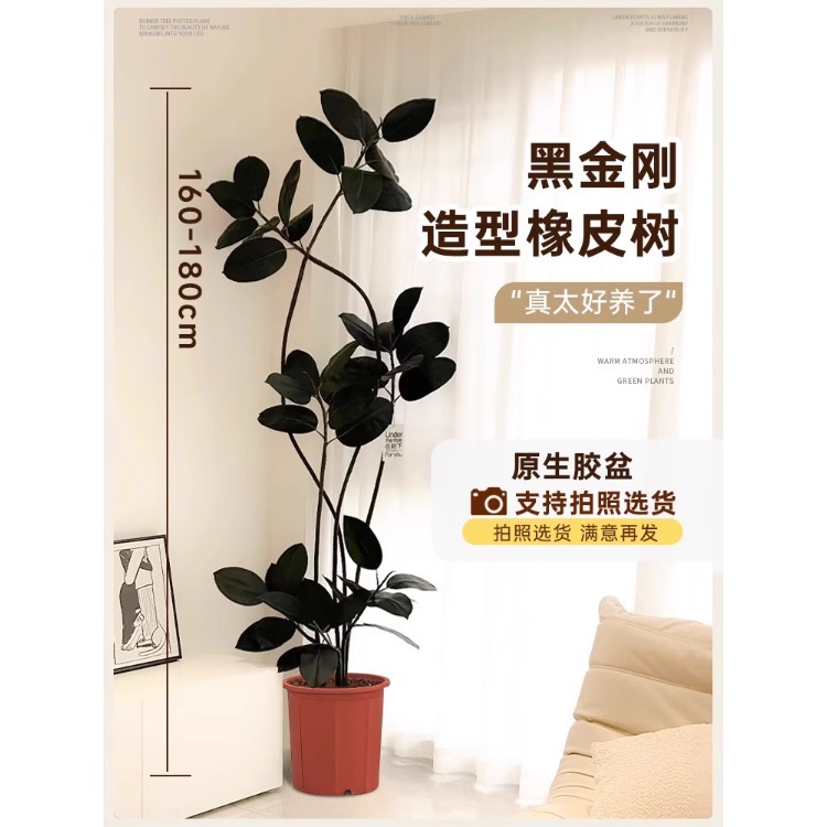 [하이폴부동가지] 고무나무 모양-1.6- 1.8m - 원래 고무 냄비