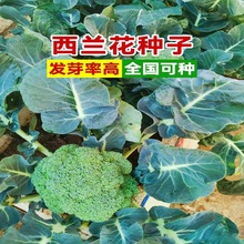 西兰花种籽绿美甘蓝雪玉花椰菜花菜种子四季阳台农家蔬菜大全盆栽