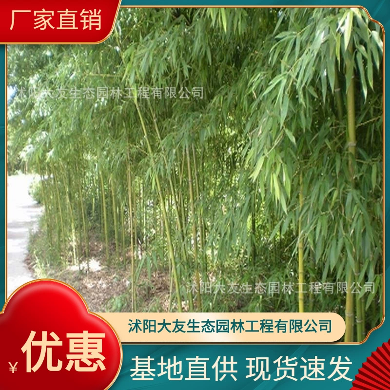 База Оптовая продажа Самодельный ранний сад Бамбуковая рассада Живописный район Ландшафтный дизайн Дорога Садовая инженерия Озеленение Рассада