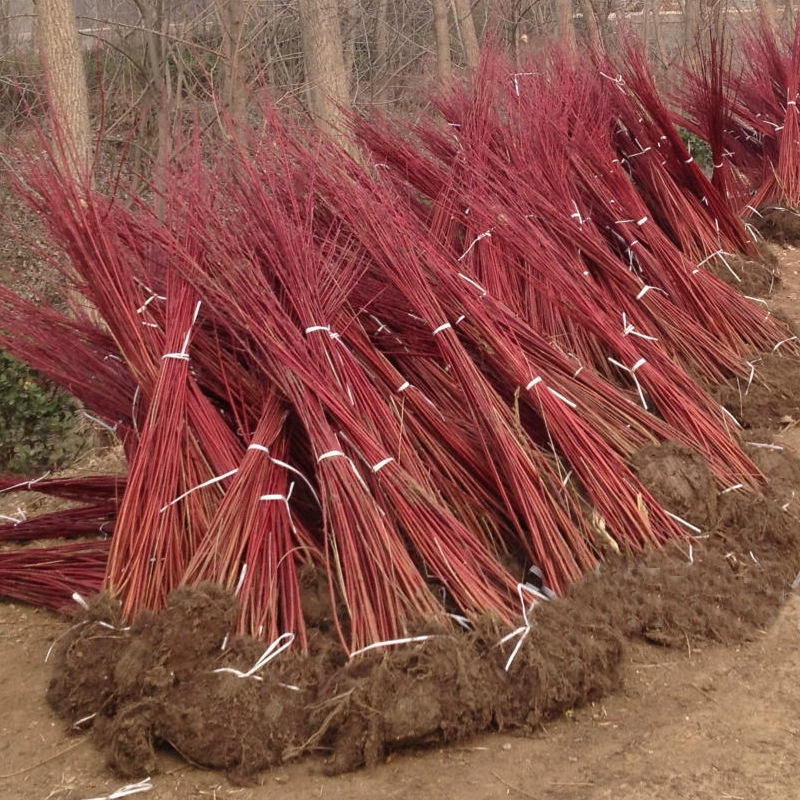 Морозостойкое растение во дворе-Honeywood. Горшечный саженец Honeywood имеет ярко-красную ветку цветов и деревьев зимой.