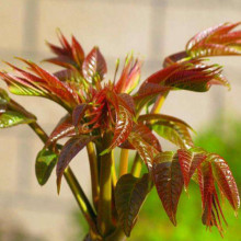 食用香椿树种子椿芽红油香椿种子当年新采香椿种子红油椿菜种子