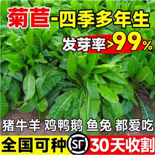 Chicory Seeds, Large-Leaf Perennial Pig Feed Seeds, Cattle, Sheep, Fish, Chickens, Ducks and Goose Favorite Pasture Seeds, Rabbit Grass