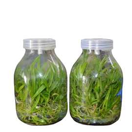 厂家供应植物组织培养瓶玻璃瓶650ml 实验菌种培养皿透气盖水培瓶