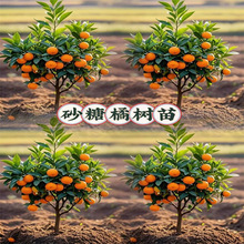 ��ۘ�����������ٿ�ʳ�Î�����Ƥ�ļ����ӿ͏d�҃��⻨�ܾGֲ��