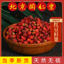 野山红豆杉果红豆杉果红豆杉果新货干货果实籽紫杉醇真货好货