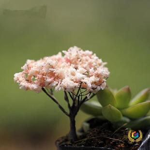 &reg;ɳ�Pģ�� �}�Q�� ΢���^�[�� �ѻ�����������ز�Zakka��