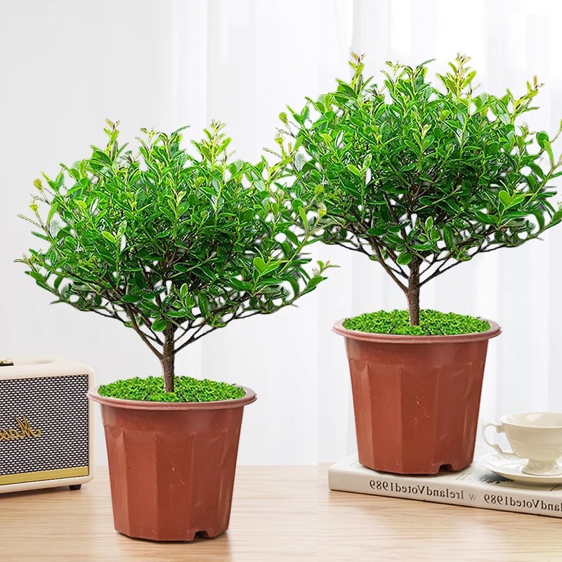 (특별 제공 화분 2개) 작은 잎 Phoebe + 원래 화분 + 비료