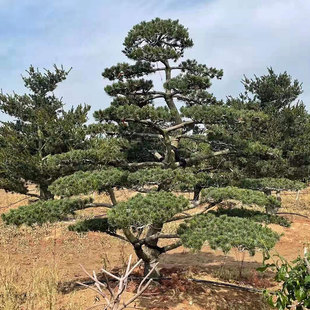 �S��ֱ�� ��������� �@�ֹ���   �G����ľ   �G����N