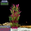 55 kelp red