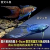 Blue fork + plain fork 3-5cm, 3 pieces each - limited time benefit